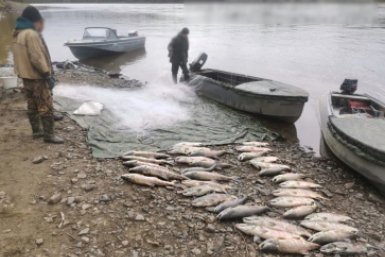 В Хабаровском крае завершено дело банды браконьеров Пресс-служба УМВД России по Хабаровскому краю